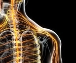 Common drug for nerve pain could help restore upper limb function after spinal cord injury