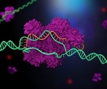 CRISPR-Gold corrects gene mutations in mice with Duchenne muscular dystrophy