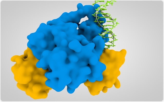 This image shows DNA bound to regulatory proteins.