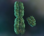 Telomere shortening in adulthood is not caused by smoking, say researchers