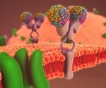Cell membrane-bound enzyme is essential for SARS-CoV-2 infectivity, study shows