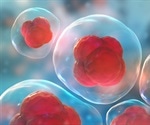 Stem cells appear to play a role in repairing organs