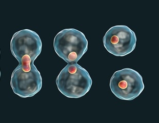 Timelapse breakthrough: Scientists capture secrets of early embryonic cell division