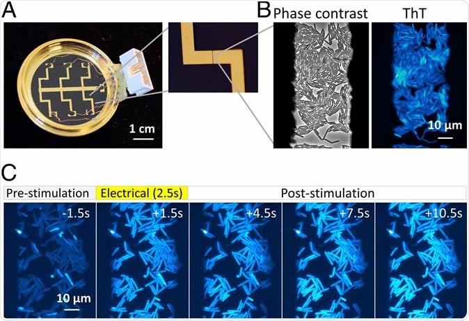 An apparatus enabling concurrent single-cell microscopy and stimulation with exogeneous electrical signal revealed hyperpolarization response to an electrical stimulus. (A) Bespoke glass-bottom dish coated with gold-titanium electrodes. Zoomed image on the Right shows 50-µm gap between electrodes. Dish is connected to relay circuit to apply electrical stimulation to bacterial cells (see SI Appendix, Figs. S1–S3 for details). (B) B. subtilis cells within the 50-µm electrode gap are visible in phase-contrast and ThT fluorescence images. (C) Film-strip images of ThT fluorescence of B. subtilis before, during, and after electrical stimulation. Increase in ThT fluorescence indicates hyperpolarization response to an electrical stimulus.