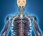 Spinal cord turns out to be 'smarter' than thought