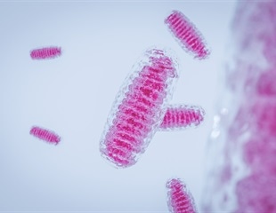 Researchers identify a novel bacterial protein that can keep human cells healthy