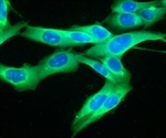 Researchers develop a cell culture test to detect substances that harm the placenta and embryo