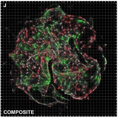 Researchers develop new technique to image cell populations and genetic contents