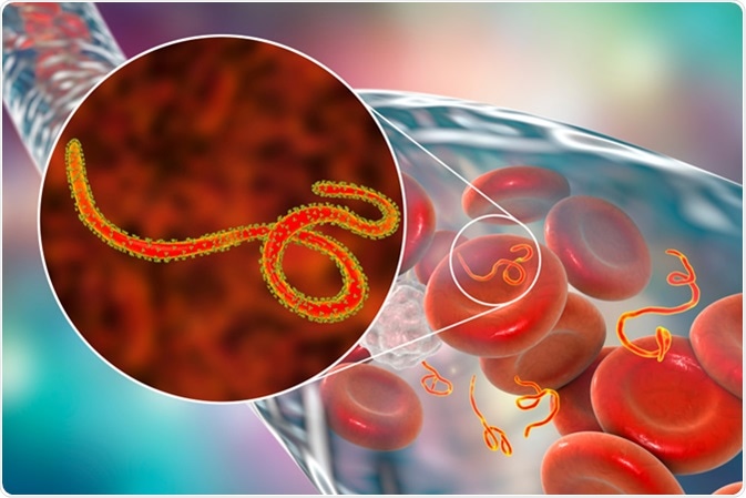 Ebola viruses in blood of a patient with Ebola hemorrhagic fever, 3D illustration. Image Credit: Kateryna Kon / Shutterstock