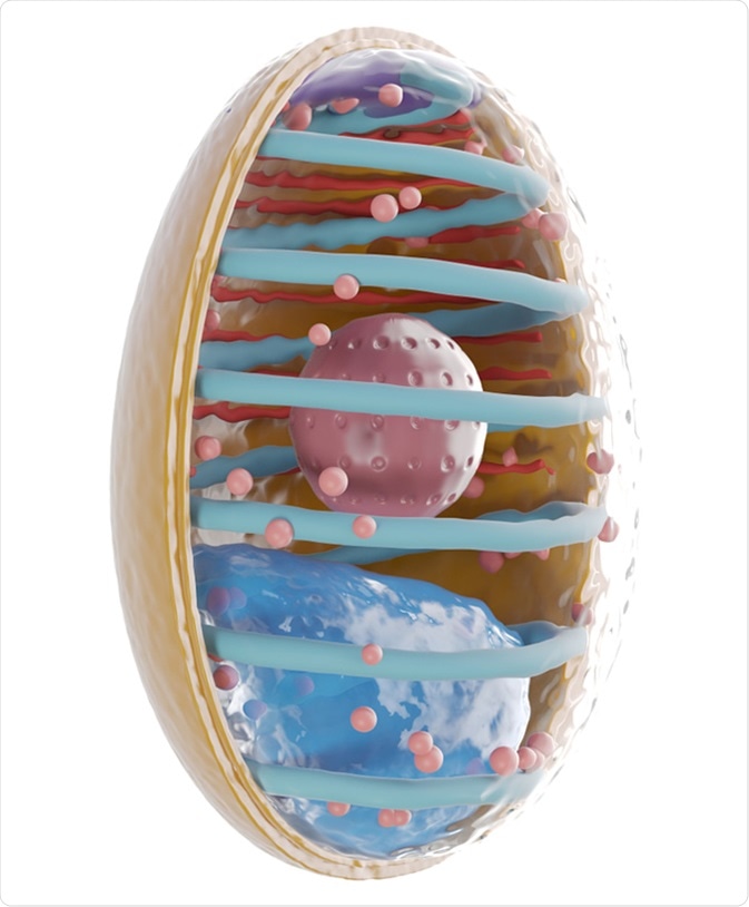 3d rendered illustration of microsporidia. Image Credit: Sebastian Kaulitzki / Shutterstock