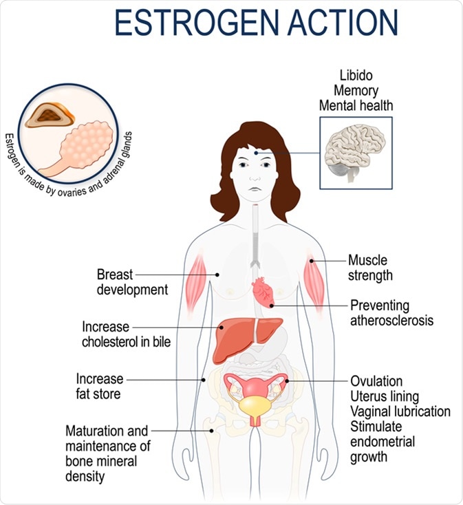 Estrogen action. Oestrogen, or estradiol is the primary female sex hormone. Woman silhouette with highlighted internal organs - Image Credit: Designua / Shutterstock