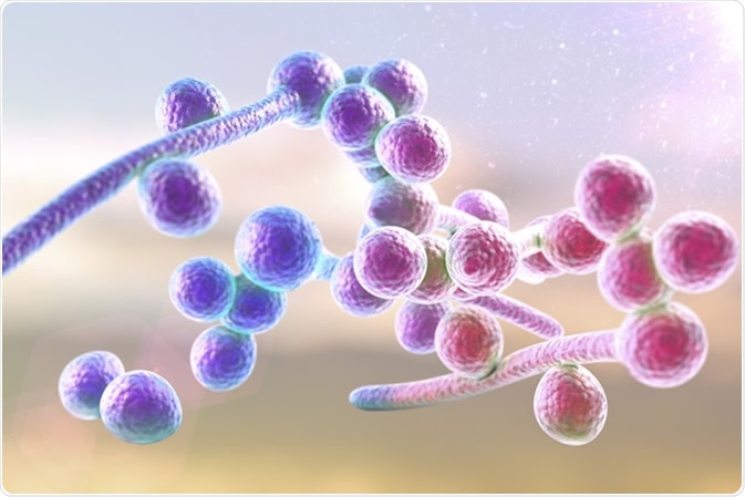 3D illustration of fungi Candida albicans which cause candidiasis - Illustration Credit: Kateryna Kon / Shutterstock