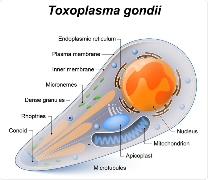 Toxoplasma gondii is an obligate intracellular, parasitic protozoan that causes the disease toxoplasmosis. Diagram of Toxoplasma structure. Image Credit: Designua / Shutterstock