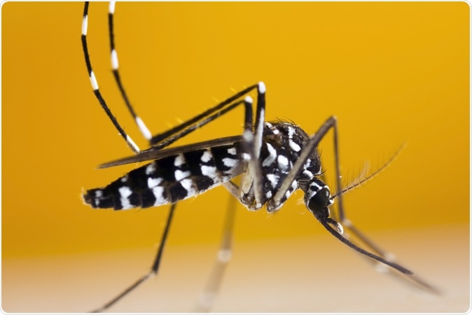Asian Tiger Mosquito (Aedes albopictus). Image Credit: InsectWorld / Shutterstock
