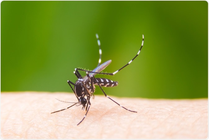 Aedes aegypti mosquito on human skin. Image Credit: khlungcenter / Shutterstock
