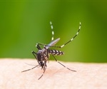 New study suggests bacteria-loaded mosquitoes may halt spread of Dengue fever