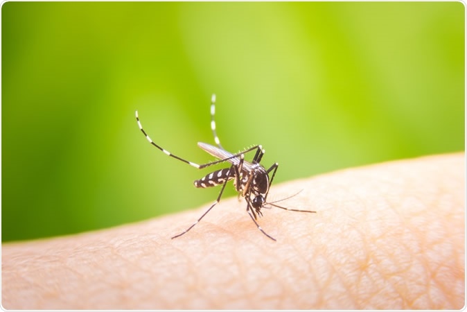 Aedes aegypti mosquito on skin human. Image Credit: khlungcenter / Shutterstock