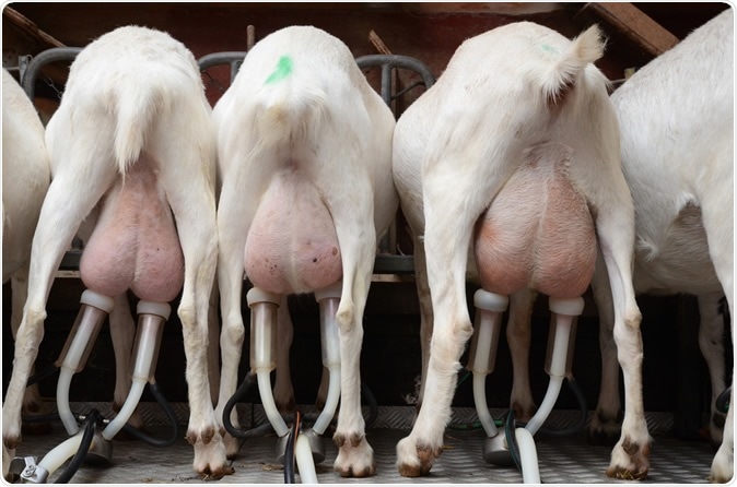 Goats being milked in a mechanised milking parlour. Image Credit: Takako Picture Lab / Shutterstock