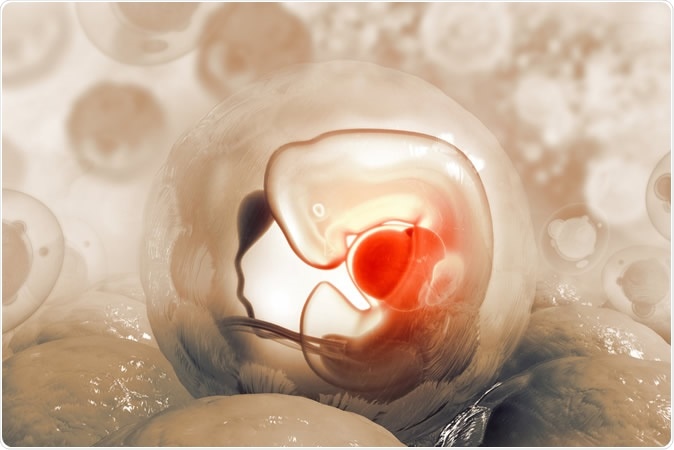 Human fetus on scientific background. 3d illustration credit: crystal light / Shutterstock