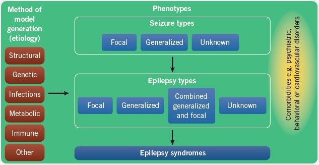 Successful animal models should encapsulate the various phenotypes of human epilepsy syndromes and their comorbidities