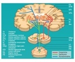 Neurobiology and Therapeutic Targets of Parkinson’s Disease