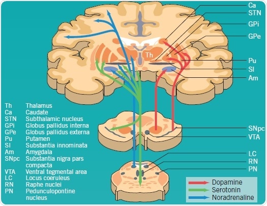Dopaminergic, serotonergic and noradrenergic pathways affected by PD pathology