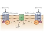 An Overview of Dopamine Receptor Pharmacology