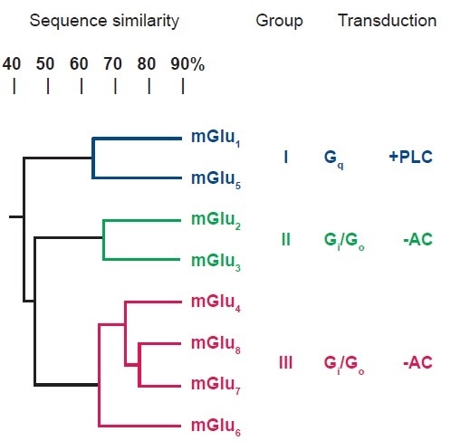 Classification of the Subtypes of mGlu Receptors.