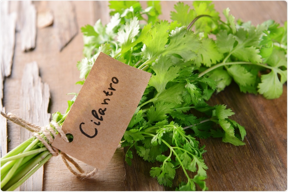 Cilantro, or coriander, on a work top in a kitchen