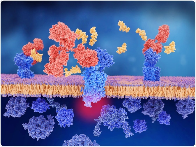 Antibodies binding to a cell surface receptor.