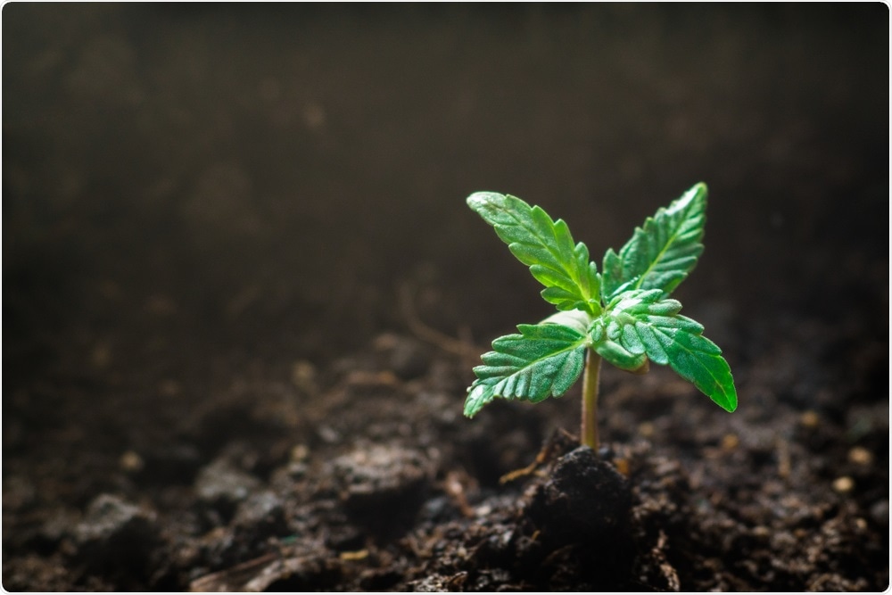 Cannabis plant produces pain relieving molecules