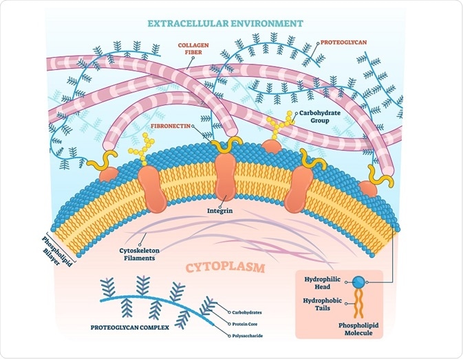 Diagram of the extracellular matrix showing proteoglycans in the external and internal cellular environments.