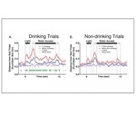 Neural activity is blunted in rats with family history of alcohol abuse