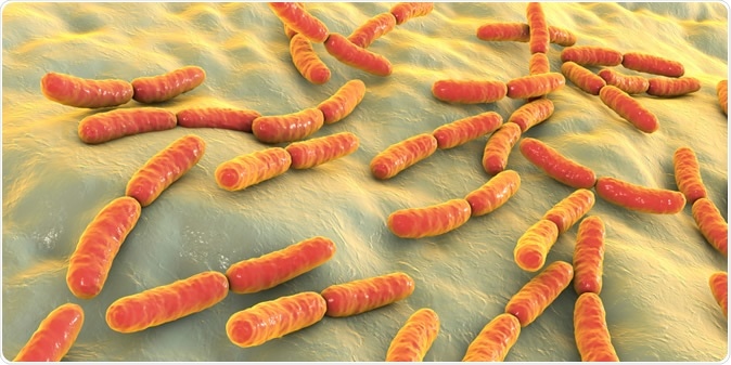 Bacteria Lactobacillus, 3D illustration. Normal flora of small intestine, lactic acid bacteria.  Illustration Credit: Kateryna Kon / Shutterstock