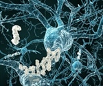 Light at last: why do more women develop Alzheimer’s disease?