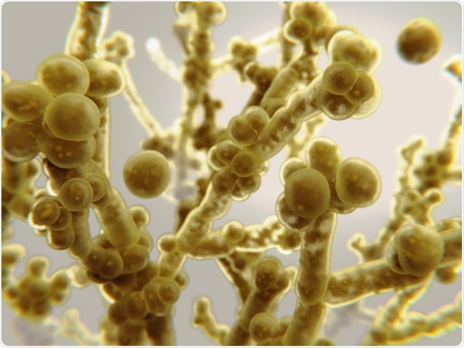 Candida auris causes candidiasis, an infection of the bloodstream, the central nervous system and internal organs. 3d rendering - Illustration. Credit: Juan Gaertner / Shutterstock