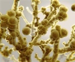 Candida auris (C. auris): Everything You Need to Know