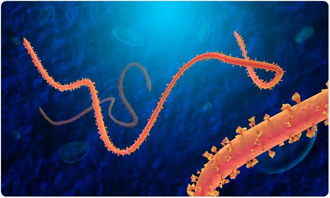 Ebola Virus. Illustration Credit: Festa / Shutterstock
