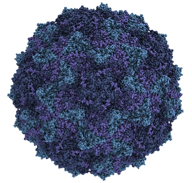 Coxsackievirus A21. Image Credit: molekuul_be / Shutterstock