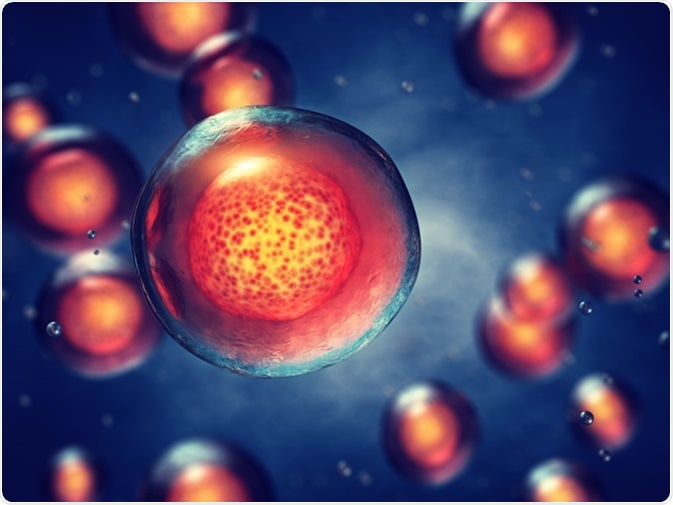 Embryonic stem cells. Illustration Credit: Nobeastsofierce / Shutterstock