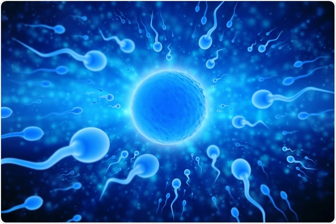 Sperm and egg cell 3d illustration - Illustration Credit: Blackboard / Shutterstock