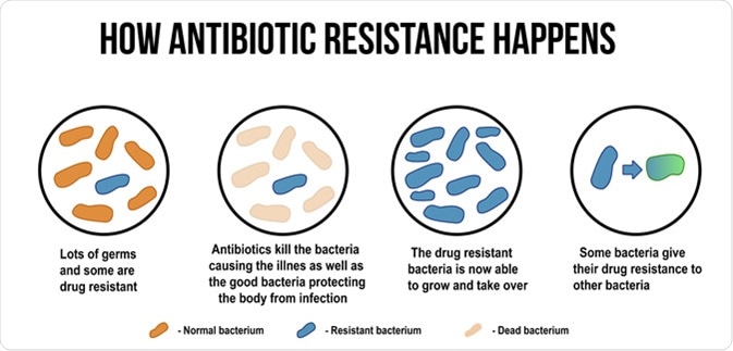 How antibiotic resistance happens diagram. ducu59us / Shutterstock
