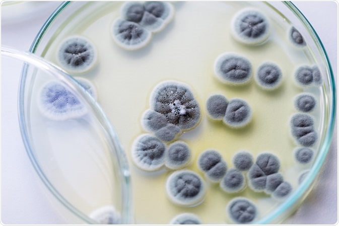 Penicillium, ascomycetous fungi are of major importance in the natural environment as well as food and drug production. Image Credit: Rattiya Thongdumhyu