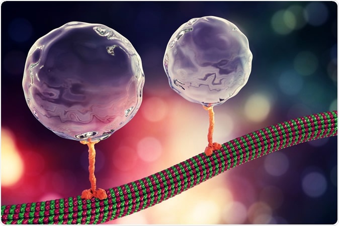 Intracellular transport, kinesin motor proteins transport molecules moving across microtubules, 3D illustration. Kateryna Kon / Shutterstock