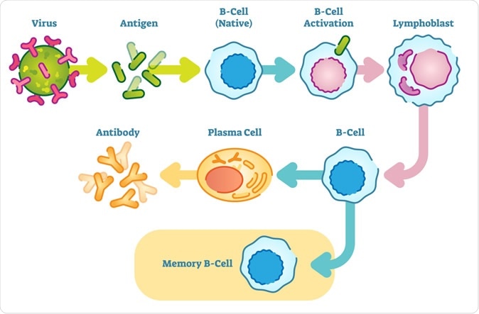 B cells, also known as B lymphocytes, are a type of white blood cell of the lymphocyte subtype. They function in the humoral immunity component of the adaptive immune system by secreting antibodies. Image Credit: VectorMine / Shutterstock