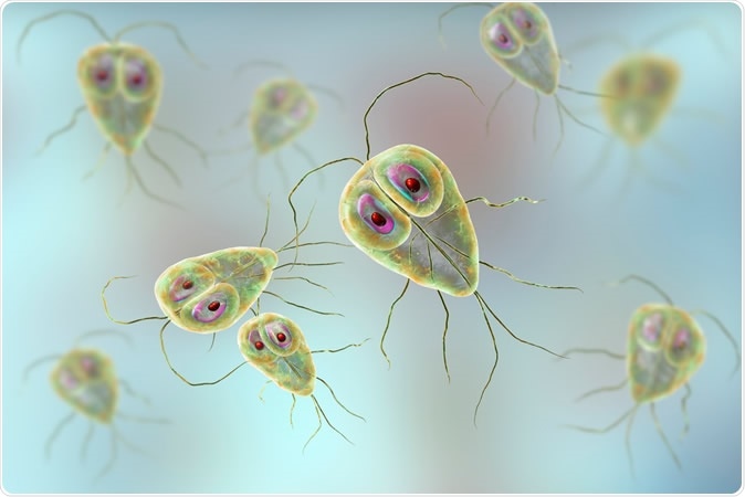 Giardia lamblia protozoan, the causative agent of giardiasis, 3D illustration. Credit: Kateryna Kon / Shutterstock