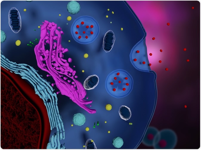 3d illustration of a cell secreting exosomes. Image Credit: Meletios Verras / Shutterstock