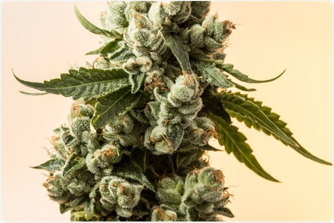 Hemp (Cannabis sativa). Image Credit: 420MediaCo / Shutterstock