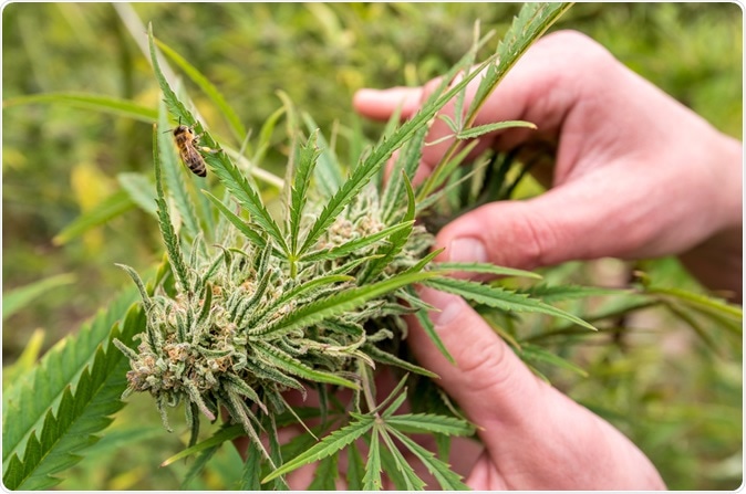 Cultivation of marijuana (Cannabis sativa). Image Credit: Kojin / Shutterstock