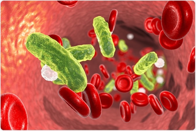 Sepsis, bacteria in blood. 3D illustration showing rod-shaped bacteria in blood with red blood cells and leukocyte. Image Credit: Kateryna Kon / Shutterstock